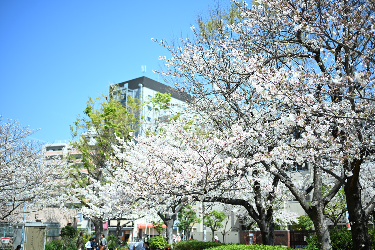 お花見&食事会を開催しました🌸